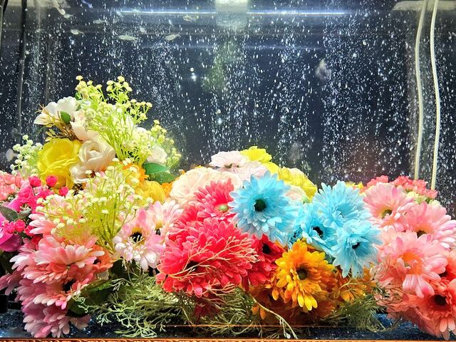 1枚目の写真の水槽のひとつ。泡の演出で撮影者が映りこまないところも◎_アクアテラス錦ケ丘