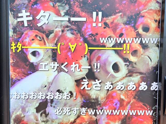 ヒルサイドモールに展示されていたポスター。この日はコイの餌やりが終日中止でした_アクアテラス錦ケ丘