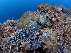 むっくさんのcalm石垣島への投稿写真1