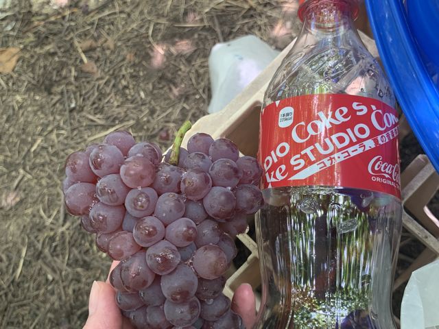大きさがわかるようにペットボトルと_神宮寺ぶどう狩組合