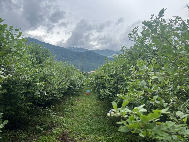 当日の様子です。_白馬農場 ブルーベリー園