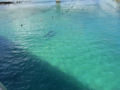 りょうたさんの柏島ダイビングサービス Smiley Diveへの投稿写真1