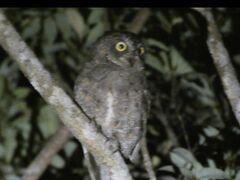 チャオさんのAzu-Verへの投稿写真1