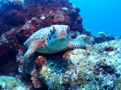 スズさんのDIVING SHOP RYAAANへの投稿写真1