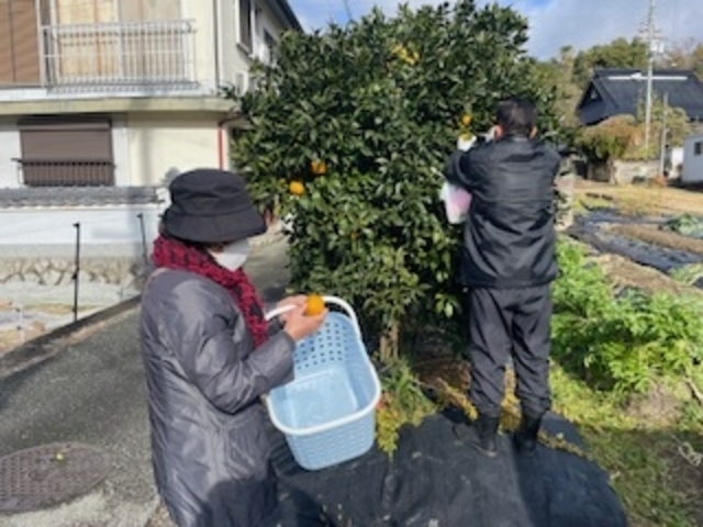 柚子も斑点の傷が多い_コミュニケーションファクトリー