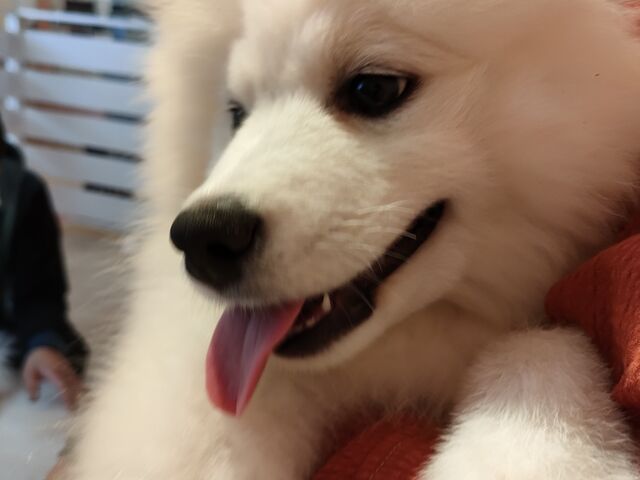 抱っこ_ドッグギャラリー