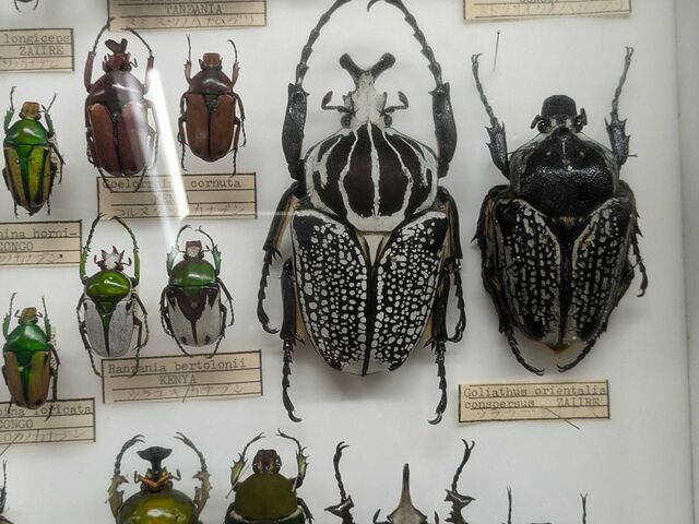 でかカブトムシ_カメイ美術館
