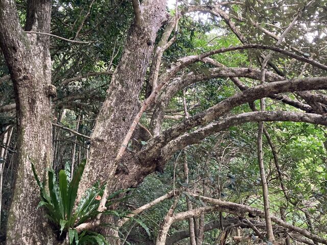 川田のサキシマスオウの木