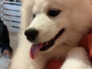 くろさんのドッグギャラリーの投稿写真2
