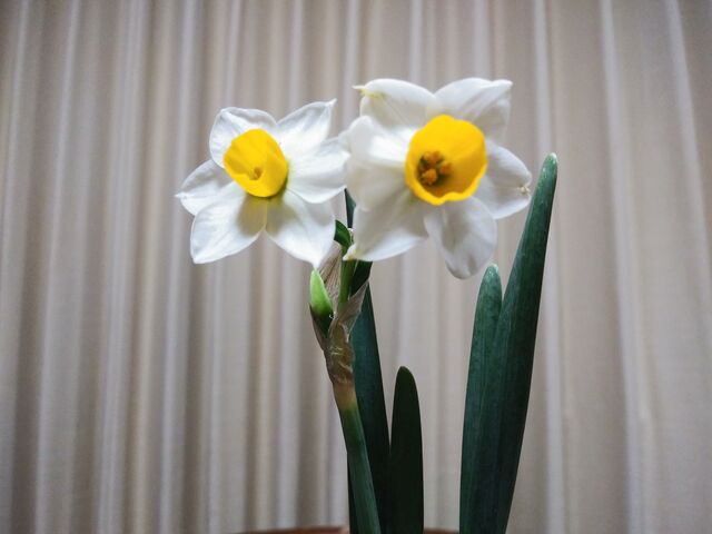 サクラサクさんの梨子ケ平遊歩道の投稿写真4