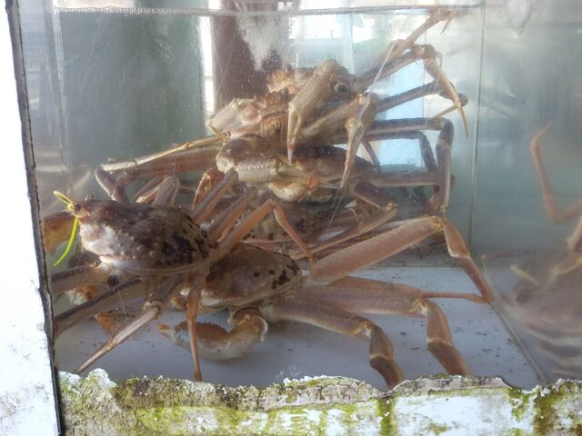 水槽にはカニがたくさん。_魚屋の喰い処まつ田