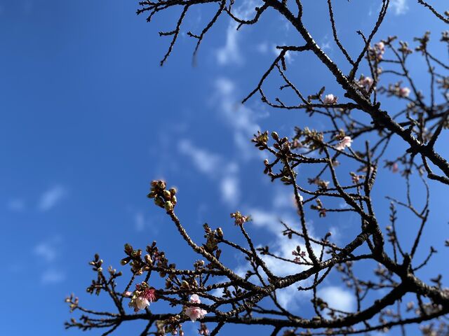 桜を楽しむにはまだまだ先のようです_糸川遊歩道