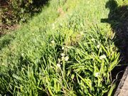 サクラサクさんの梨子ケ平遊歩道の投稿写真2