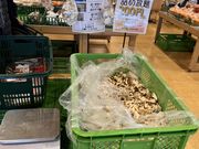 ななちゃんさんの札幌観光バスの投稿写真1
