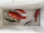 sunnyさんの宮古島 船ツリ クラブの投稿写真1