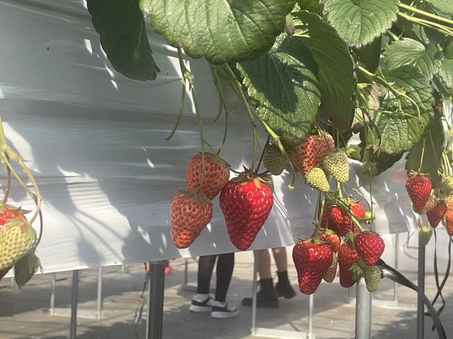 いちご_にっしーFarm