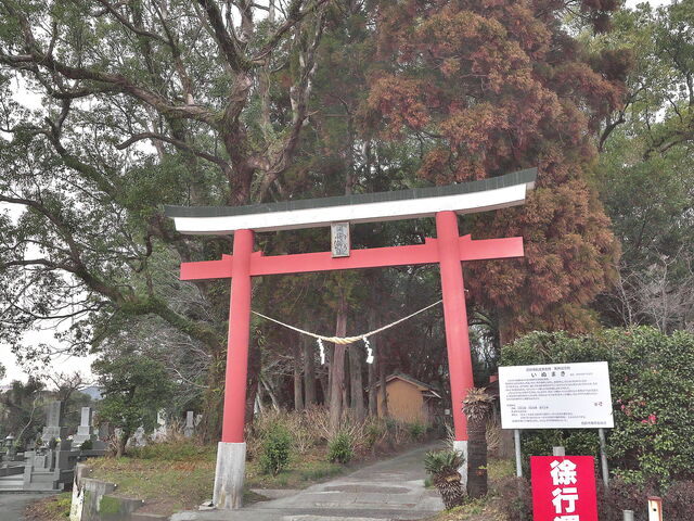 熊野神社のイヌマキ_熊野神社のイヌマキ