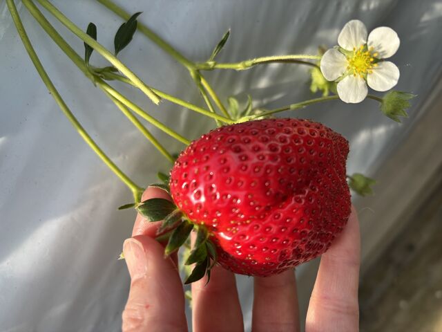 美味しいいちご。時間帯は午後からの予約でしたが、めちゃくちゃ美味しかった大満足_大竹いちご園
