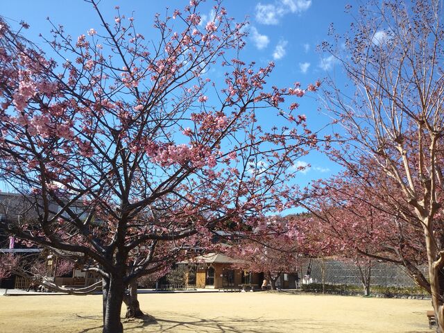 文化公園の庭には河津桜や梅が咲いてました。_稲取温泉