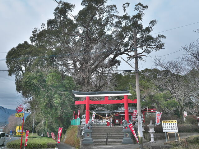 sklfhさんのクスノキの投稿写真1