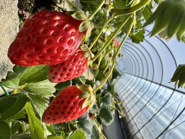 ハウス内の高さは低めです…高身長はまっすぐ立てません。_じゃらんnet いちご狩りパーク&いちごcafe久能屋