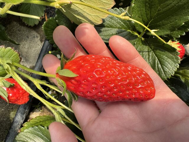 石垣に苺がなってるので見やすいです。_じゃらんnet いちご狩りパーク&いちごcafe久能屋