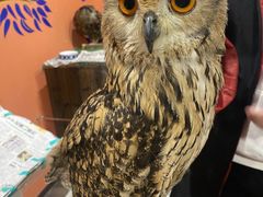 みきぱんまんさんのアクアフォレスト -水の森-への投稿写真1