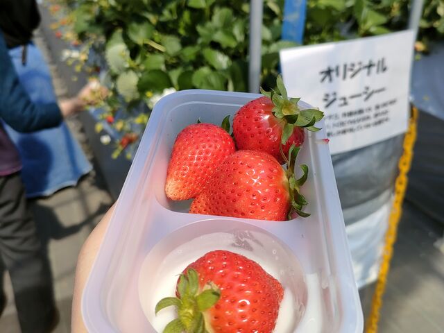食べ放題スタートです_しみずいちご園
