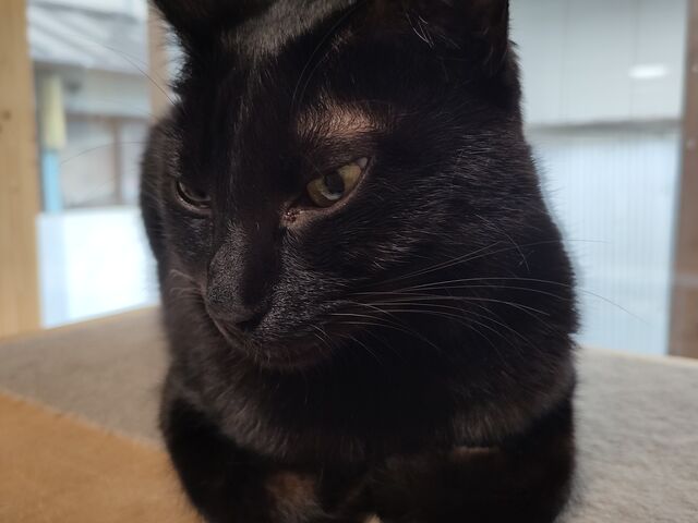 黒猫ちゃんが兄弟でお迎えしてくれます_ねこたま