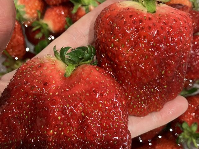 大きい_ファームスギモト