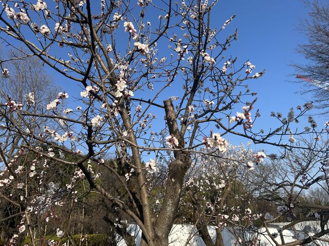 羽根木公園の梅林_小田急電鉄梅ヶ丘駅