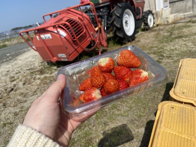 いちご狩り_坂田農園