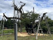 いっくんさんの伊佐沢の久保ザクラの投稿写真1