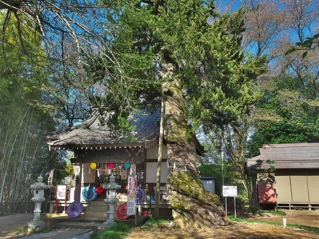 sklfhさんの入西のビャクシンの投稿写真1