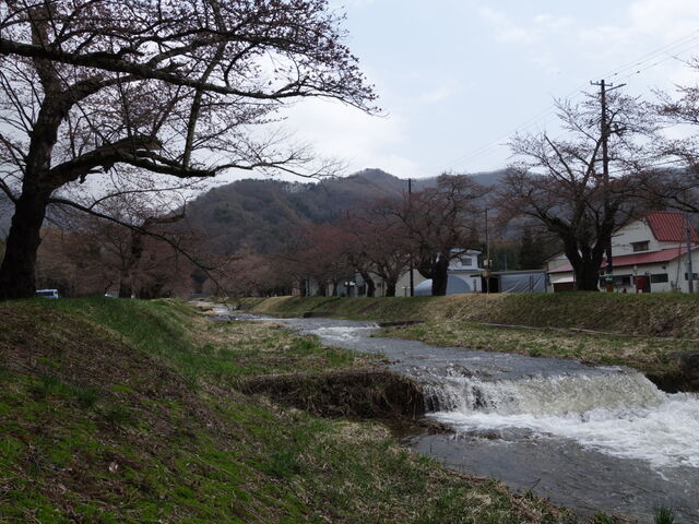 開花前_観音寺川の桜