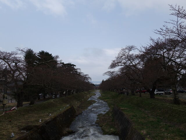 開花前_観音寺川の桜