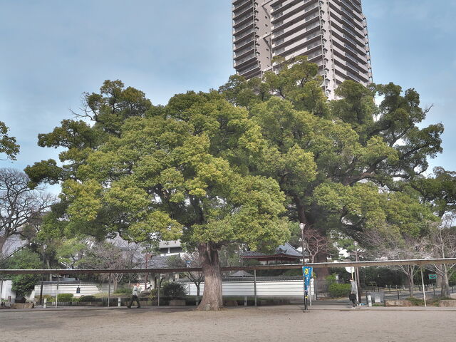 sklfhさんの海清寺の大クスの投稿写真1