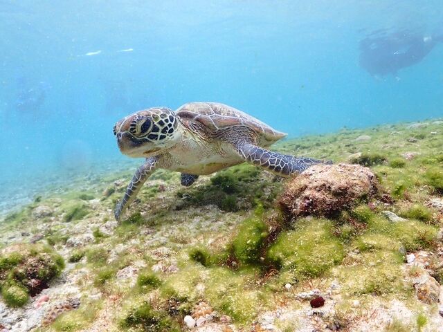 この日はウミガメ3匹遭遇!_AQXIA宮古島