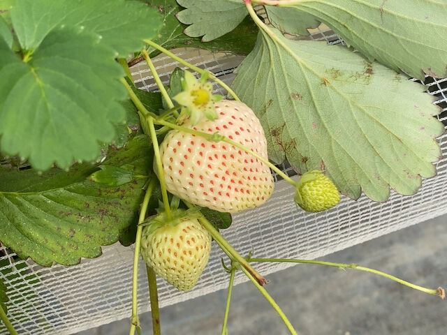白いいちご_白ゆりファーム
