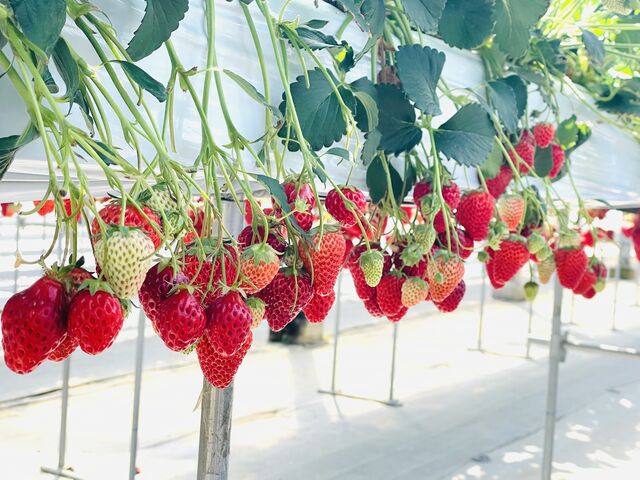 4月も後半なのに沢山ありました。_ストロベリーファーム21田中山店