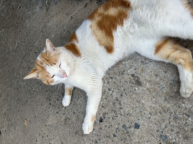 人懐っこい猫さんでした_FLIPFLOP