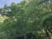 ウッキーさんの延命公園の桜の投稿写真1