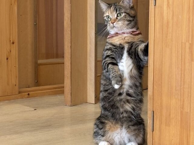足の短いニャンコ。_ネコカフェCat tail