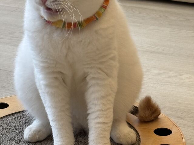 モフモフでした_ネコカフェCat tail