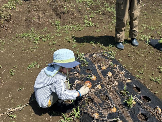 玉ねぎはビッグサイズでした。_尾島農園