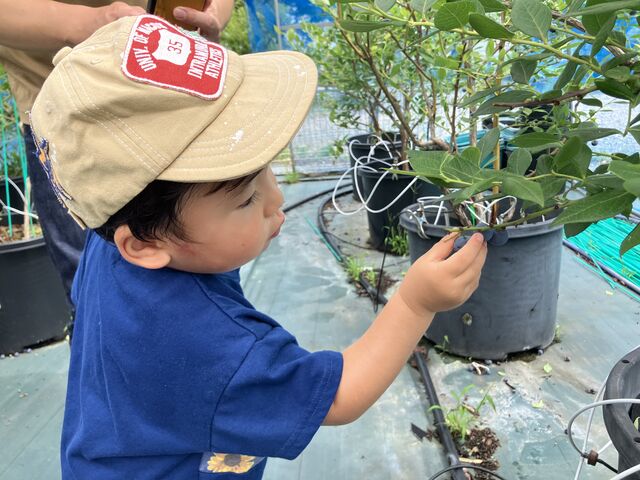 ブルーベリーをとりまくる息子_えのさんのブルーベリー園