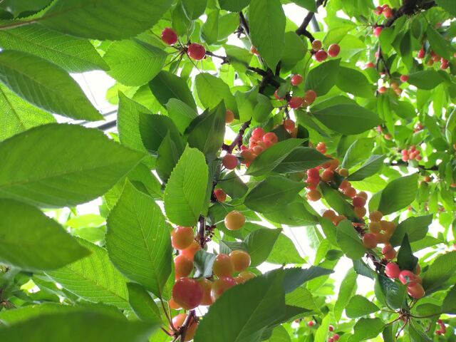 佐藤錦♪かわいい
_Fruits Farm MURANAMI