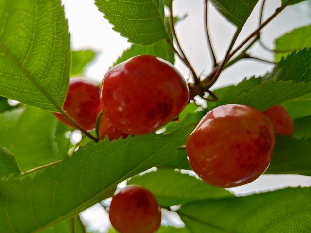 ツヤツヤなさくらんぼ_Fruits Farm MURANAMI