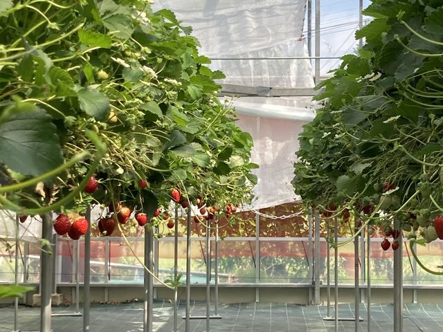 ハウス内_farmいちごろ