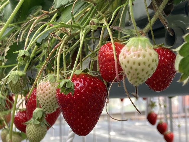 いちご_farmいちごろ